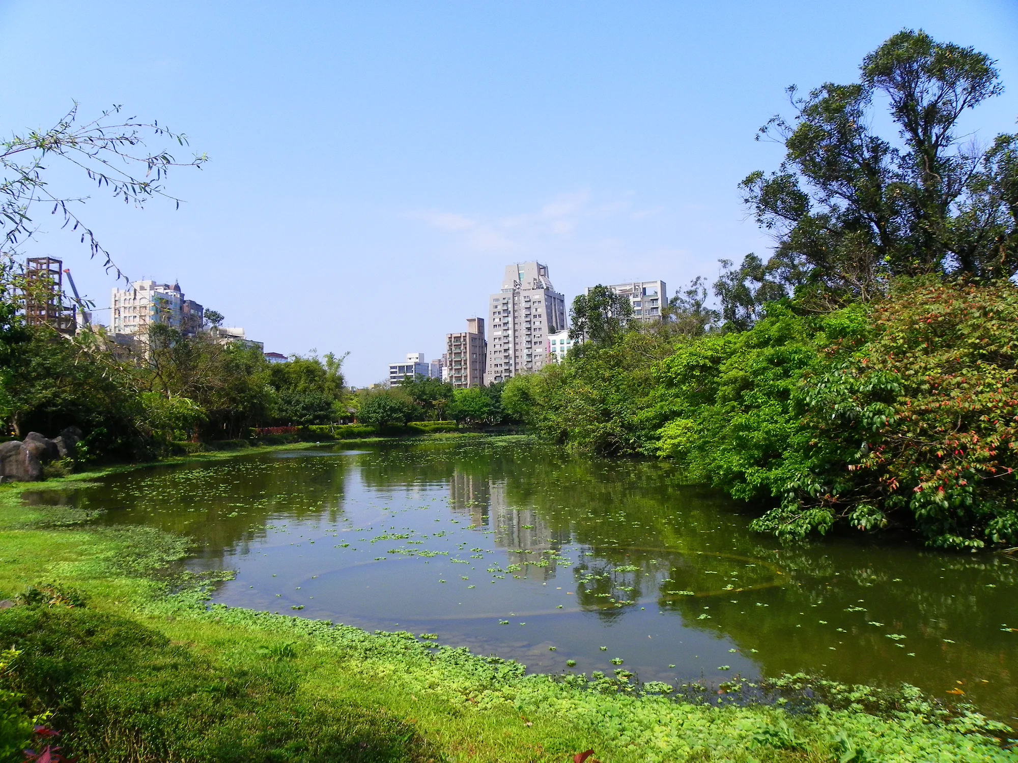 The ecological pond at Daan Forest Park in Taipei, ringed by green lawns and trees with apartment towers behind